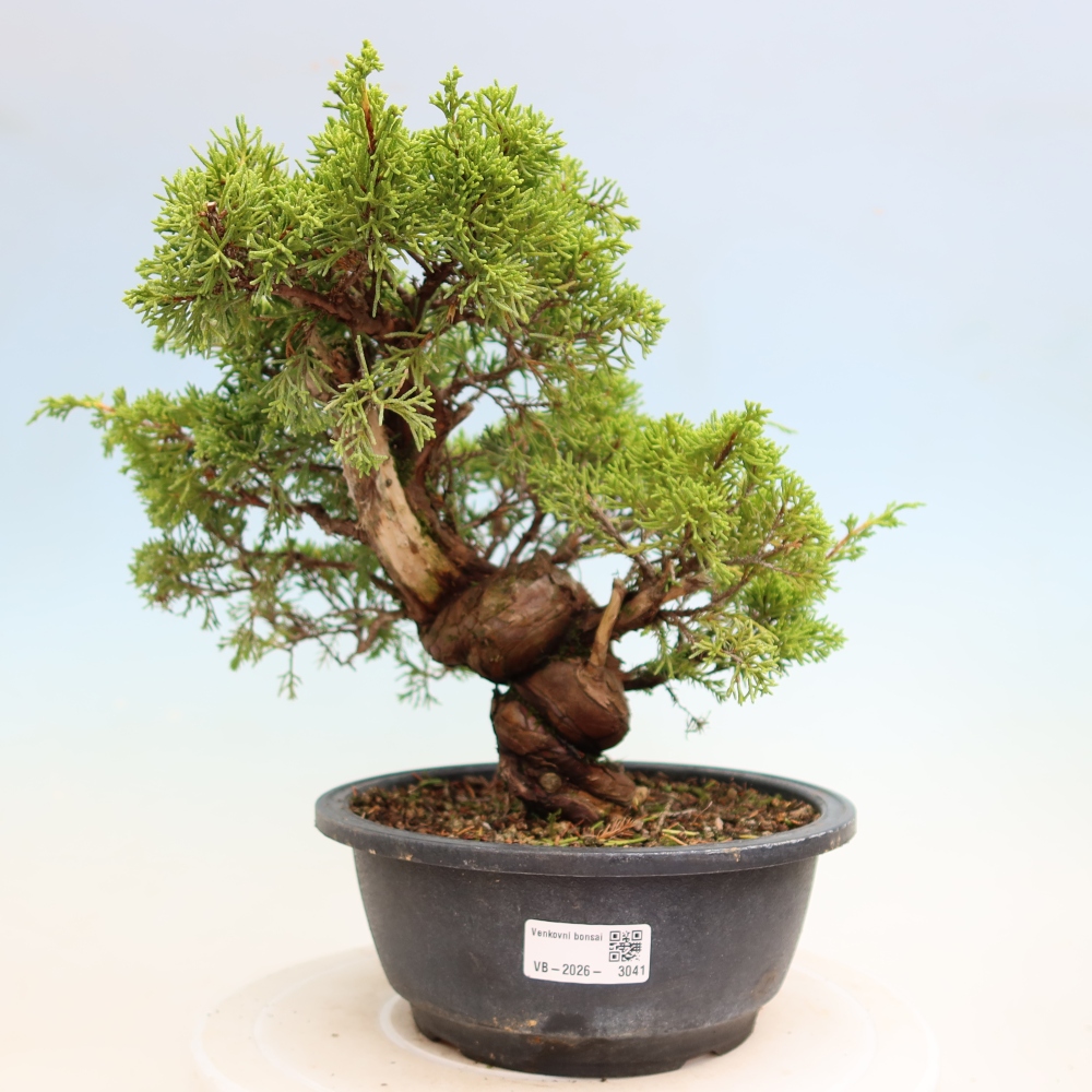 Bonsai für draußen - Juniperus chinensis Itoigawa-Juniperus chinensis