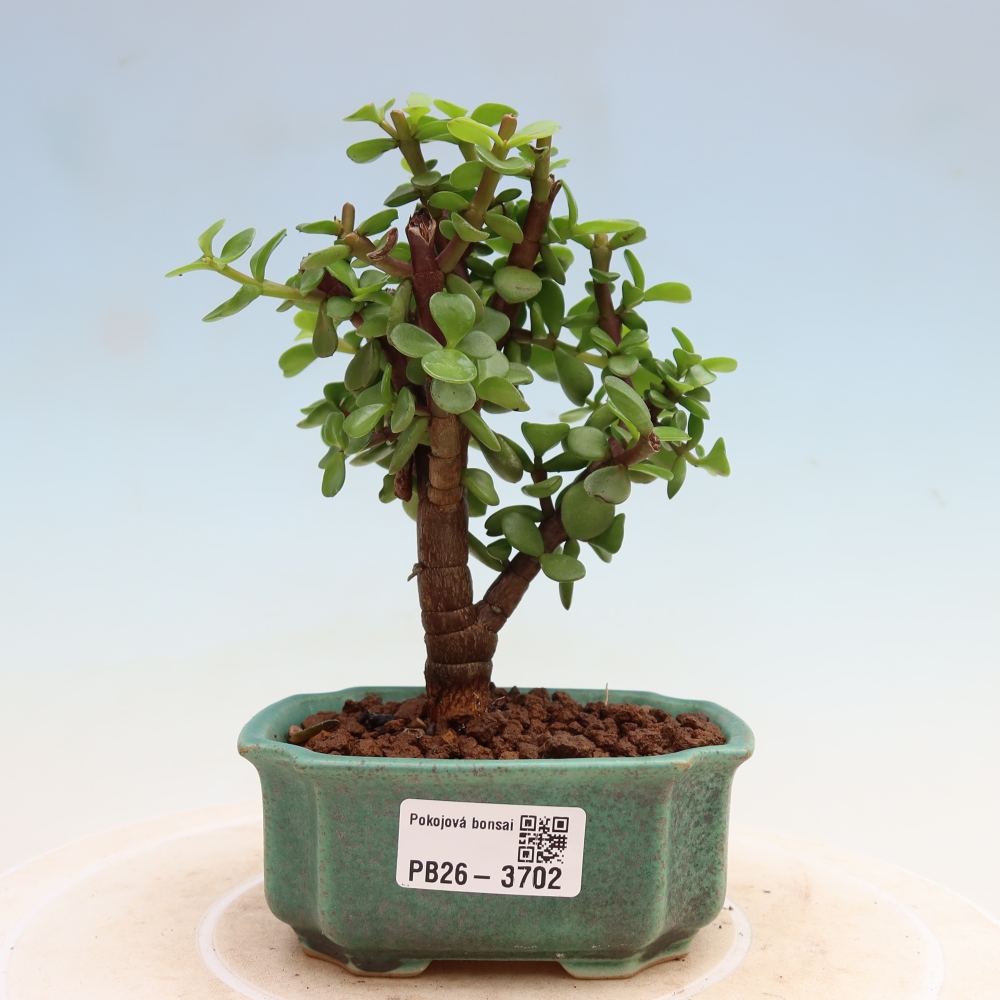 Zimmer Bonsai - Portulakaria Afra - Tlustice
