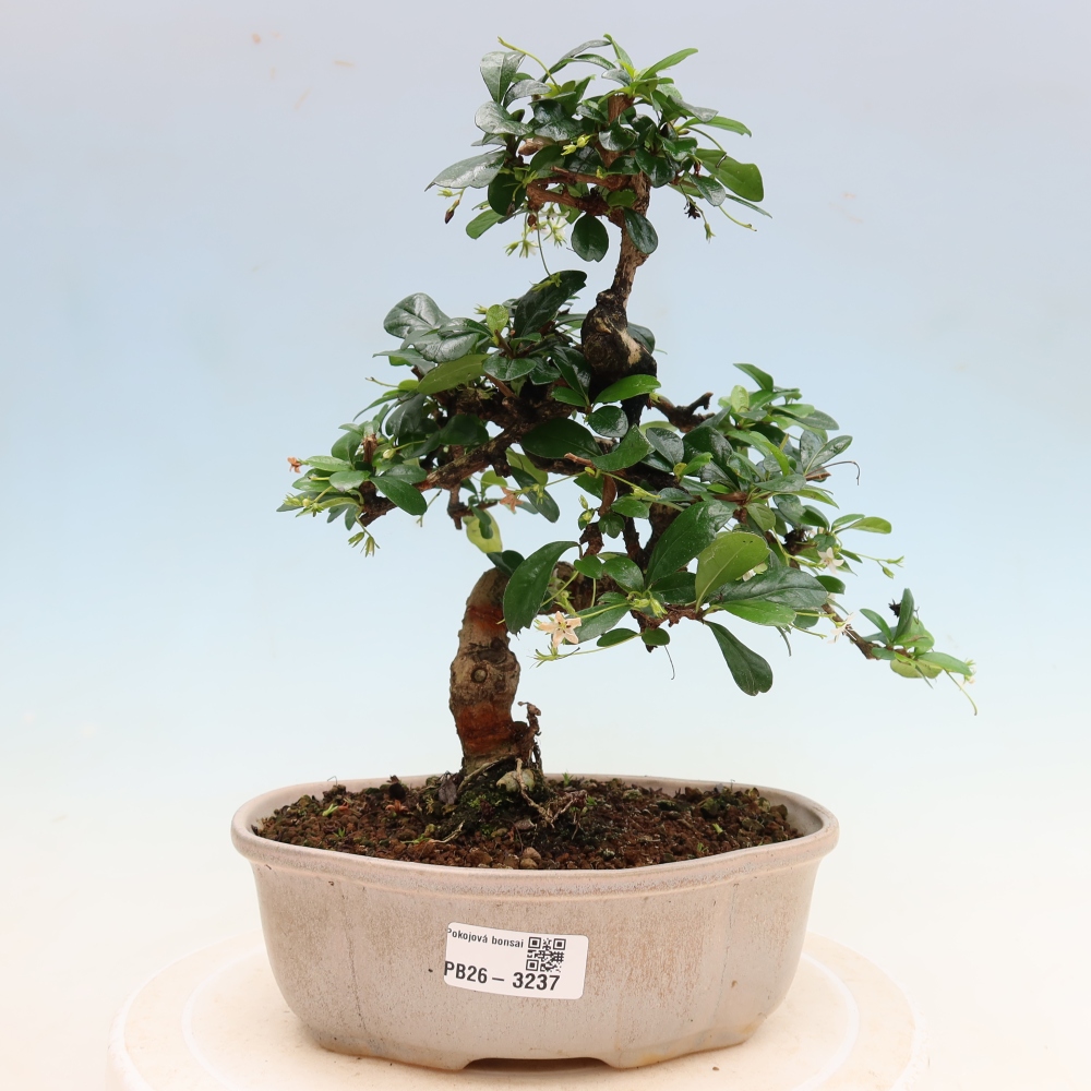 Zimmer-Bonsai - Carmona macrophylla - Tee-Fuki
