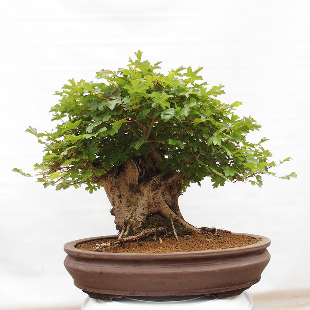 Outdoor-Bonsai - Acer Campestre - Baby-Ahorn