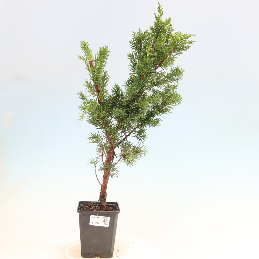 Bonsai für draußen - Juniperus chinensis Kishu