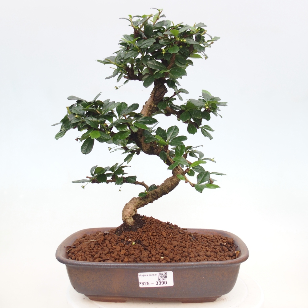 Zimmer-Bonsai - Carmona macrophylla - Tee-Fuki