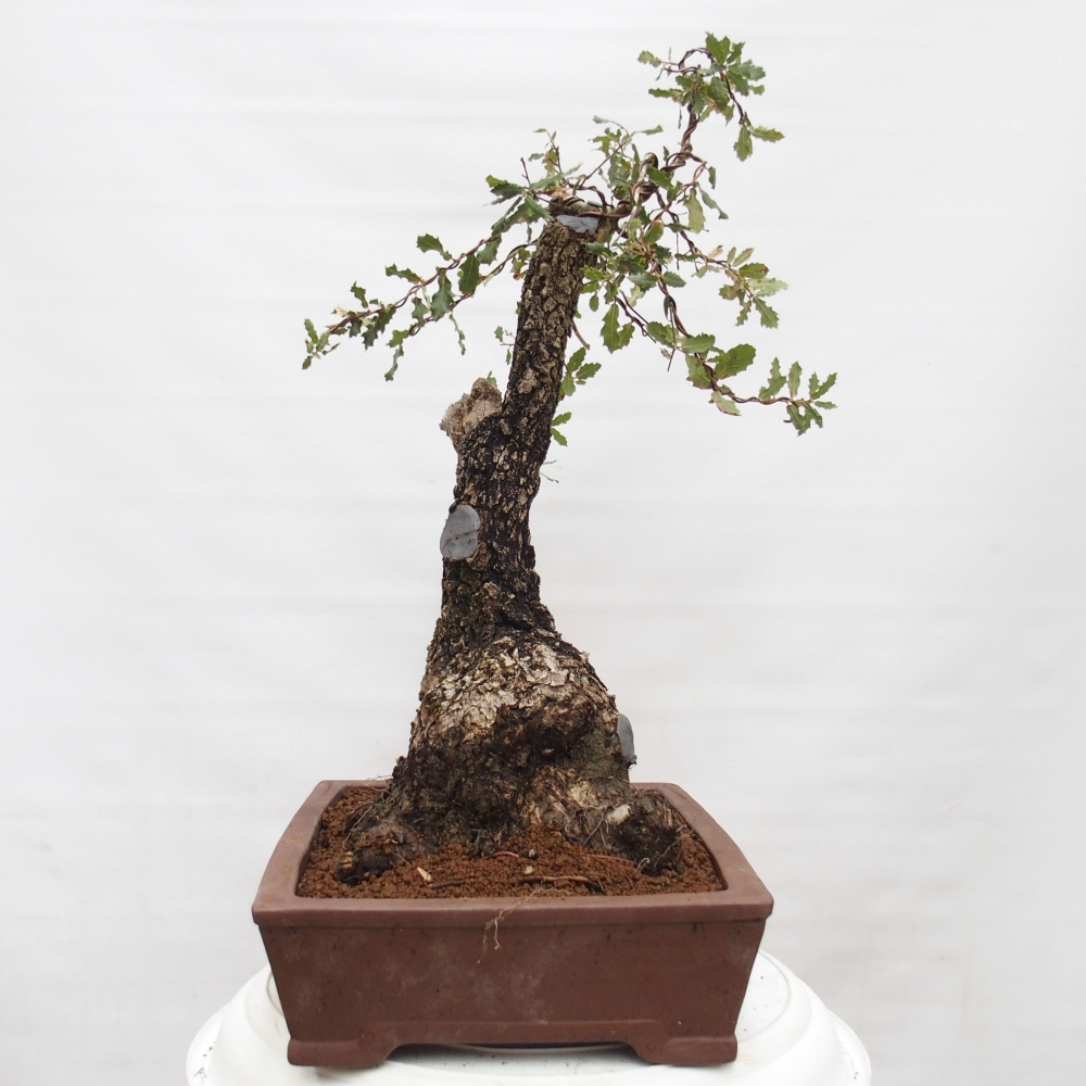 Yamadori - Quercus Ilex - Steineiche