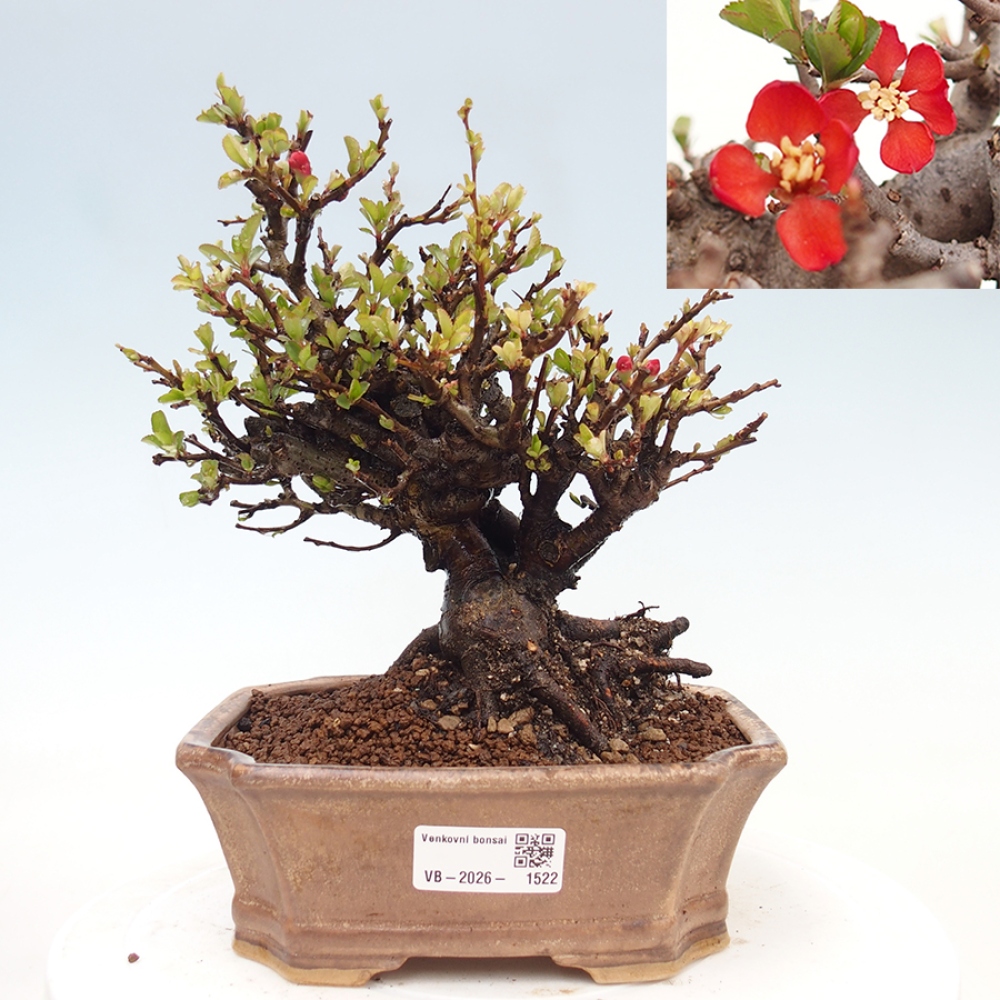 Bonsai für draußen - Chaneomeles speciosa - Quitte