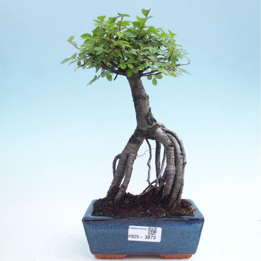 Zimmerbonsai - Ulmus parvifolia - Kleinblättrige Ulme