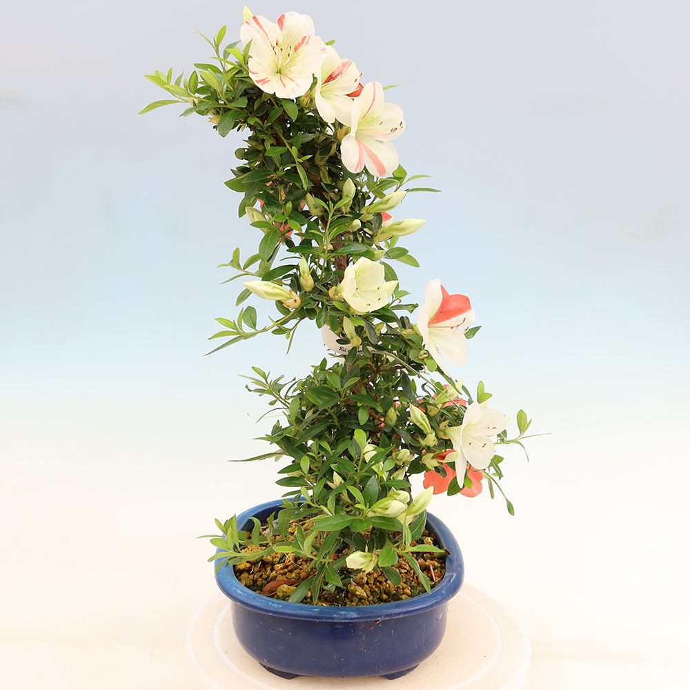 Bonsai für draußen - Japanische Azalee - Azalee Asahi-no-izumi