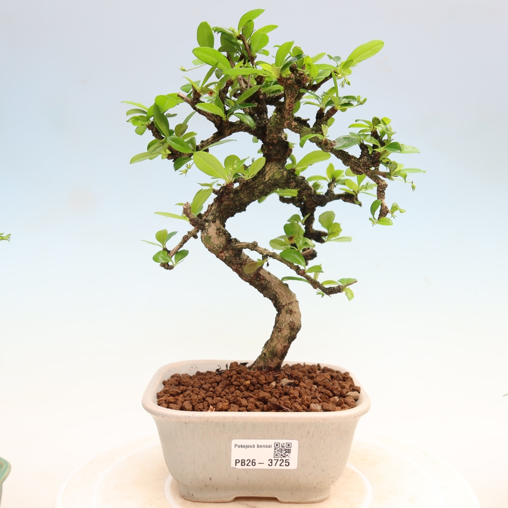 Zimmer-Bonsai - Carmona macrophylla - Tee-Fuki