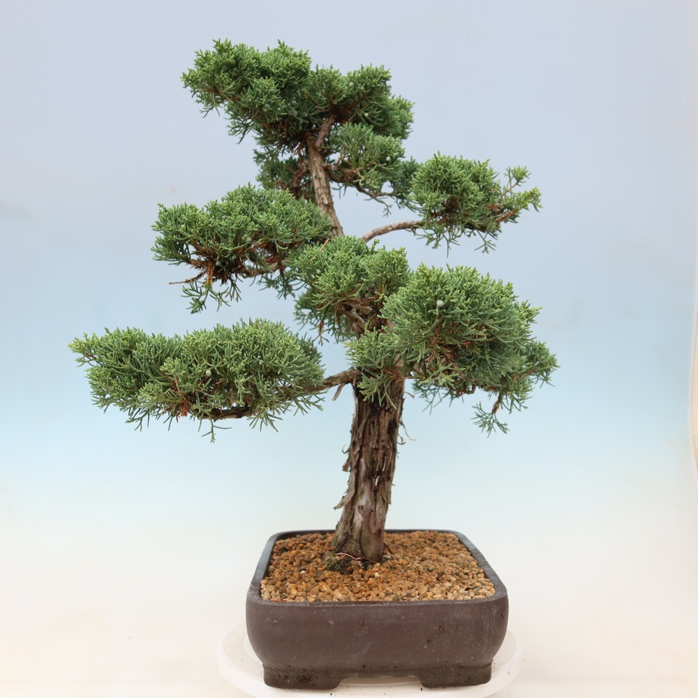 Bonsai für draußen - Juniperus chinensis Kishu
