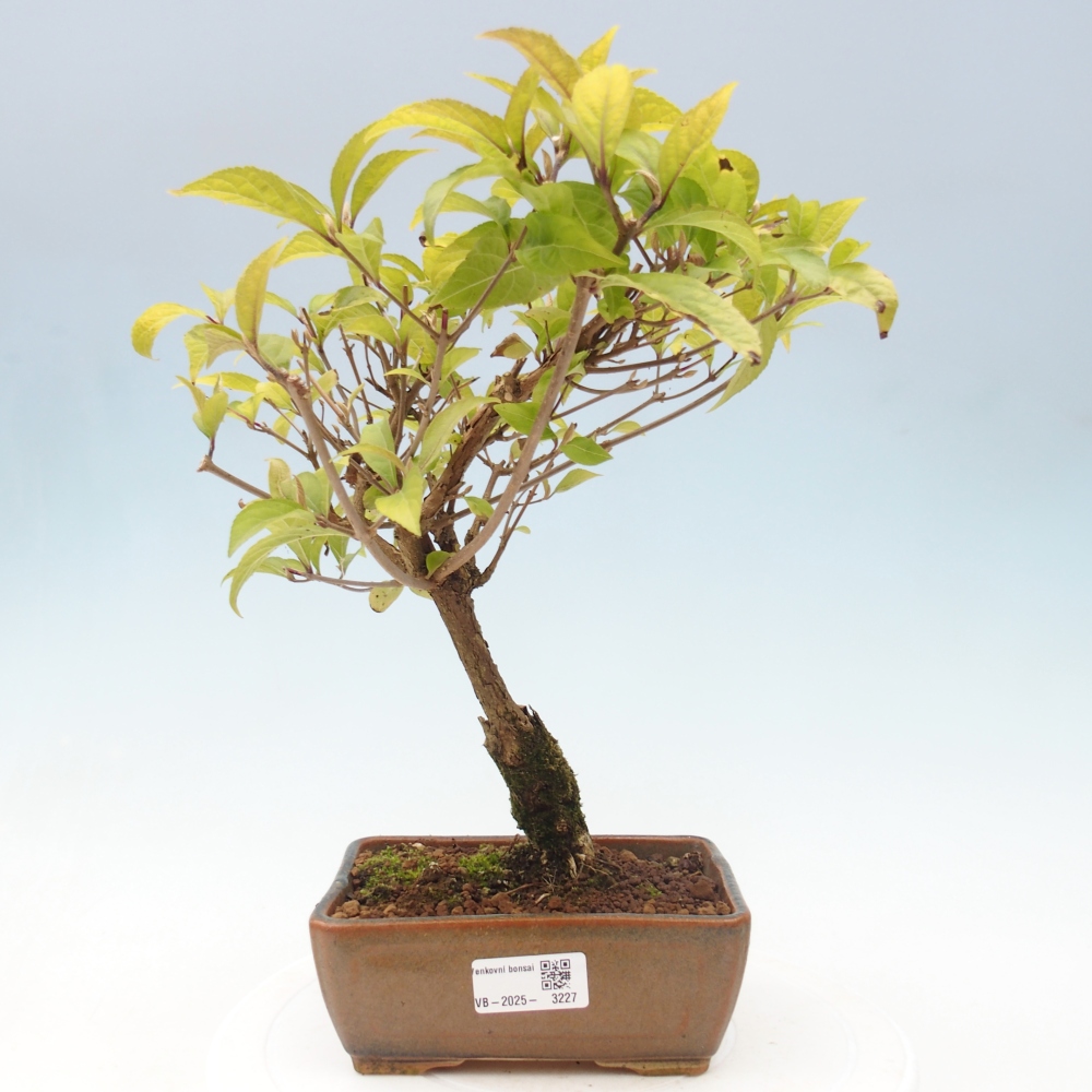 Bonsai im Freien - wunderschöne Pflanze - Callicarpa japonica