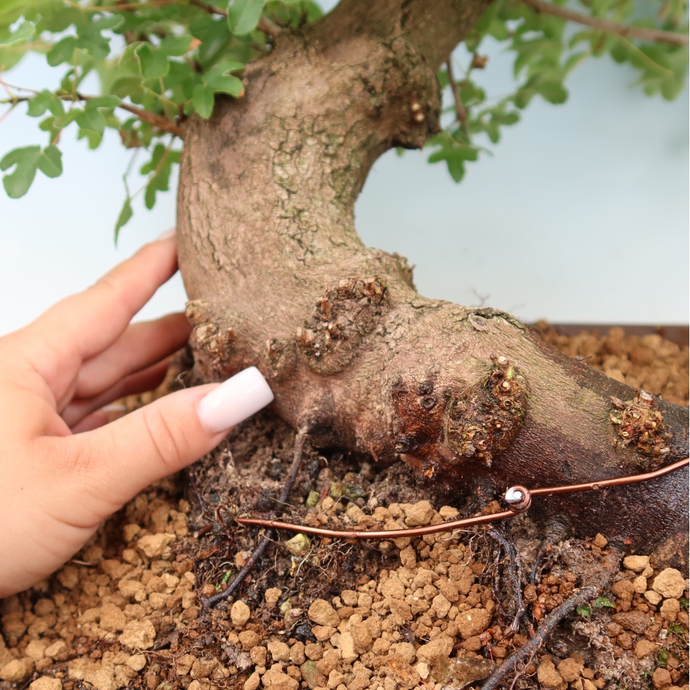 Bonsai für draußen -Javor babyka - Acer campestre