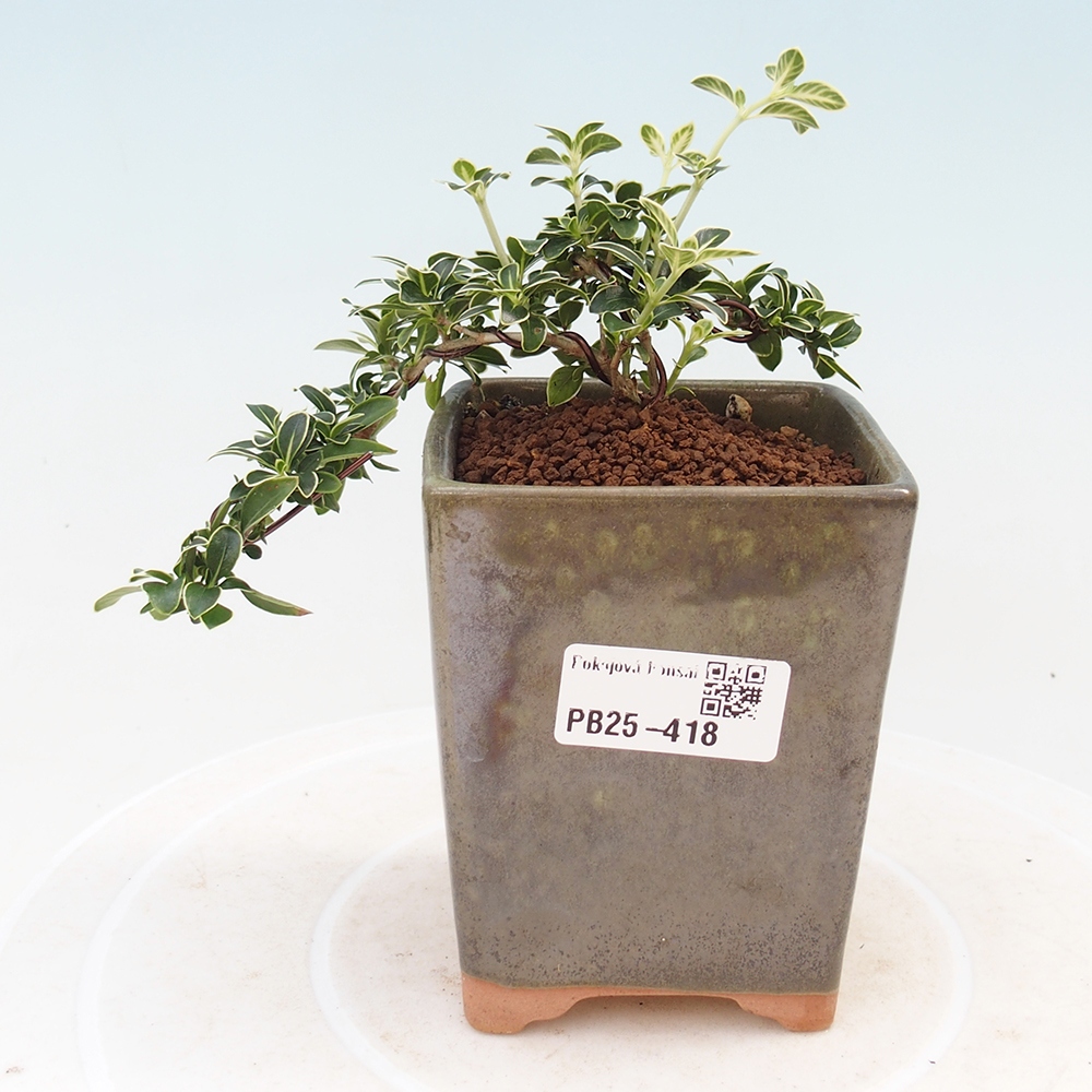 Zimmerbonsai - Serissa foetida Variegata - Baum der tausend Sterne