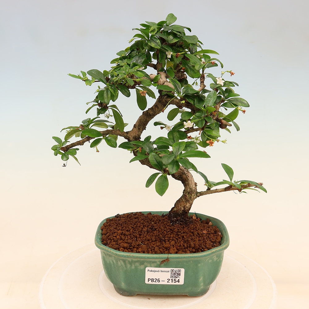 Zimmer-Bonsai - Carmona macrophylla - Tee-Fuki