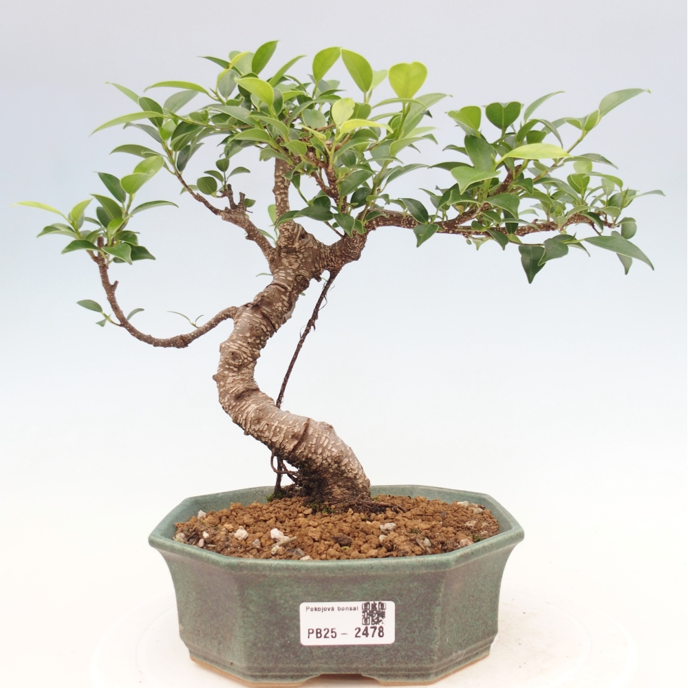 Indoor-Bonsai - Ficus retusa - kleiner Ficus