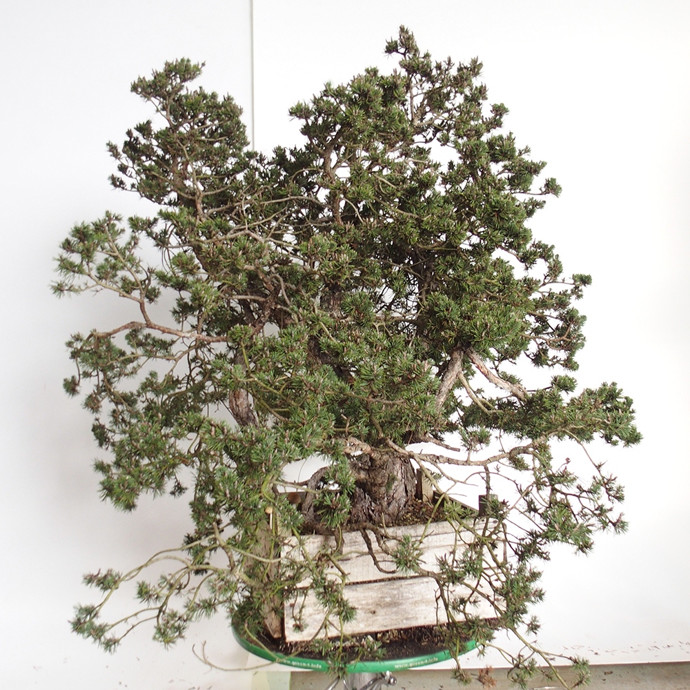 Yamadori - Pinus sylvestris Spanien