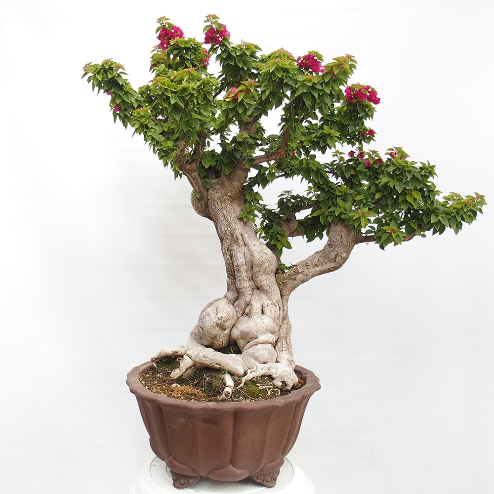 Zimmerbonsai - Bouganwilea