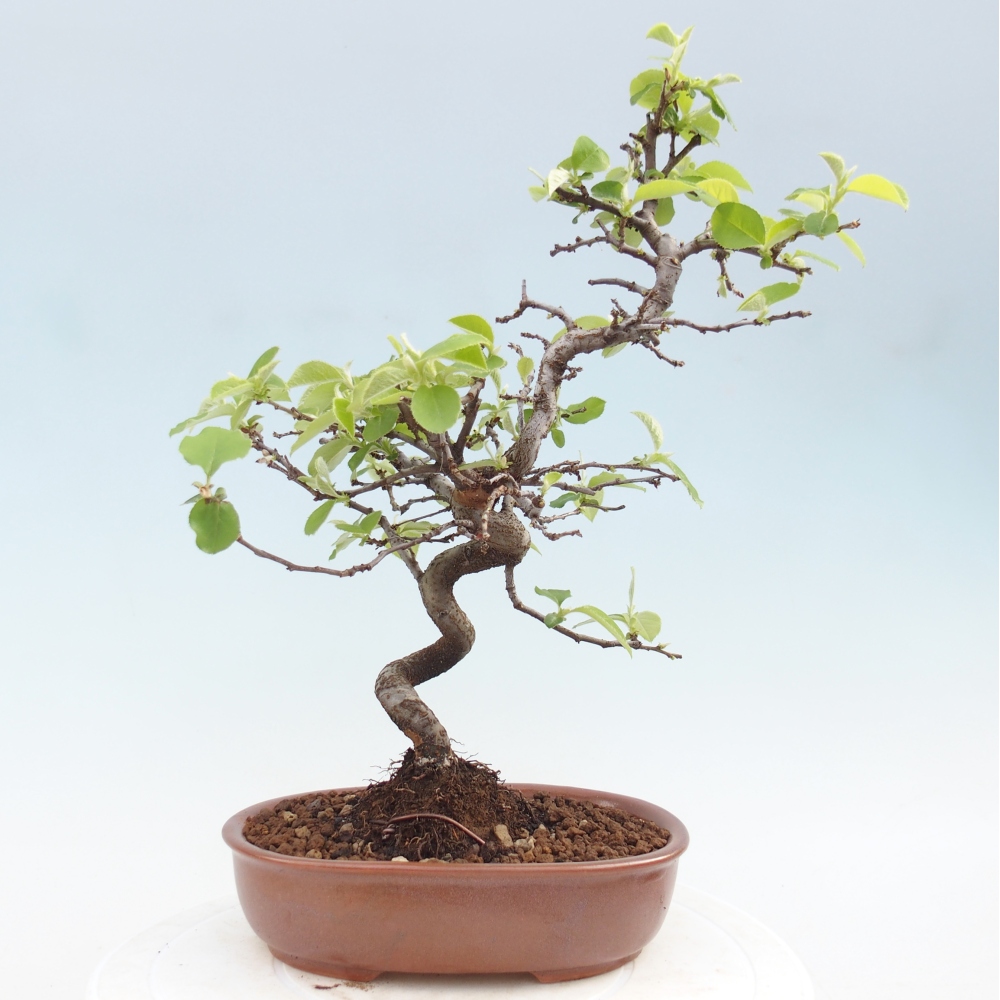 Bonsai für draußen - Chaneomeles chinensis