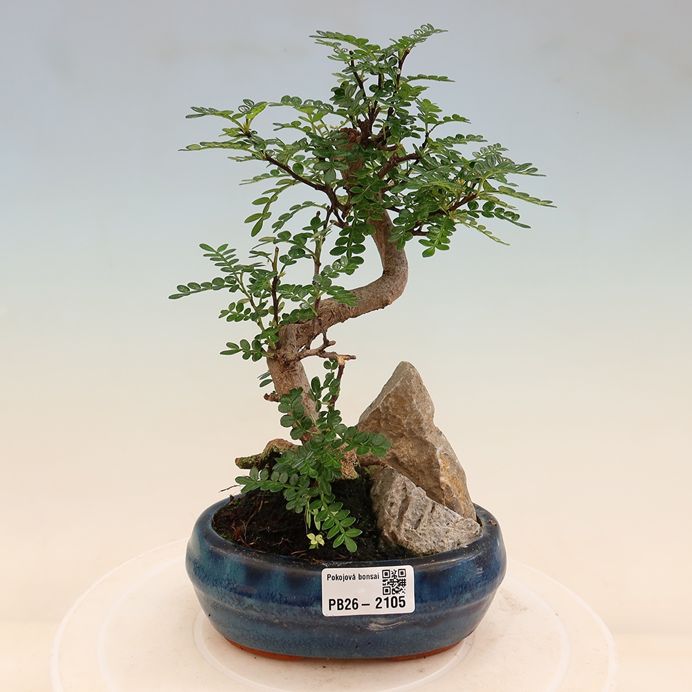 Zimmer Bonsai - Zantoxylum piperitum - Pfefferbaum