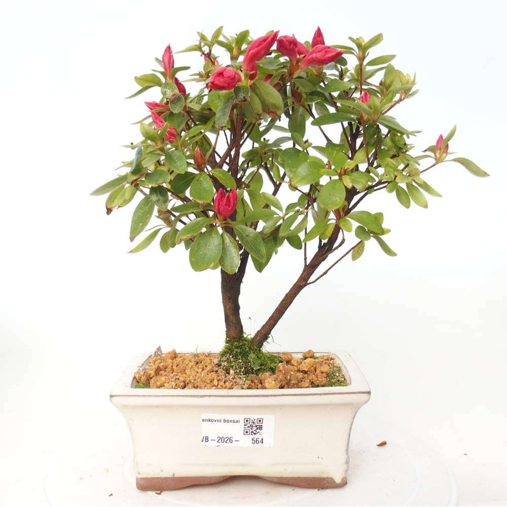 Bonsai für draußen - Japanische Azalee - Azalea sp.