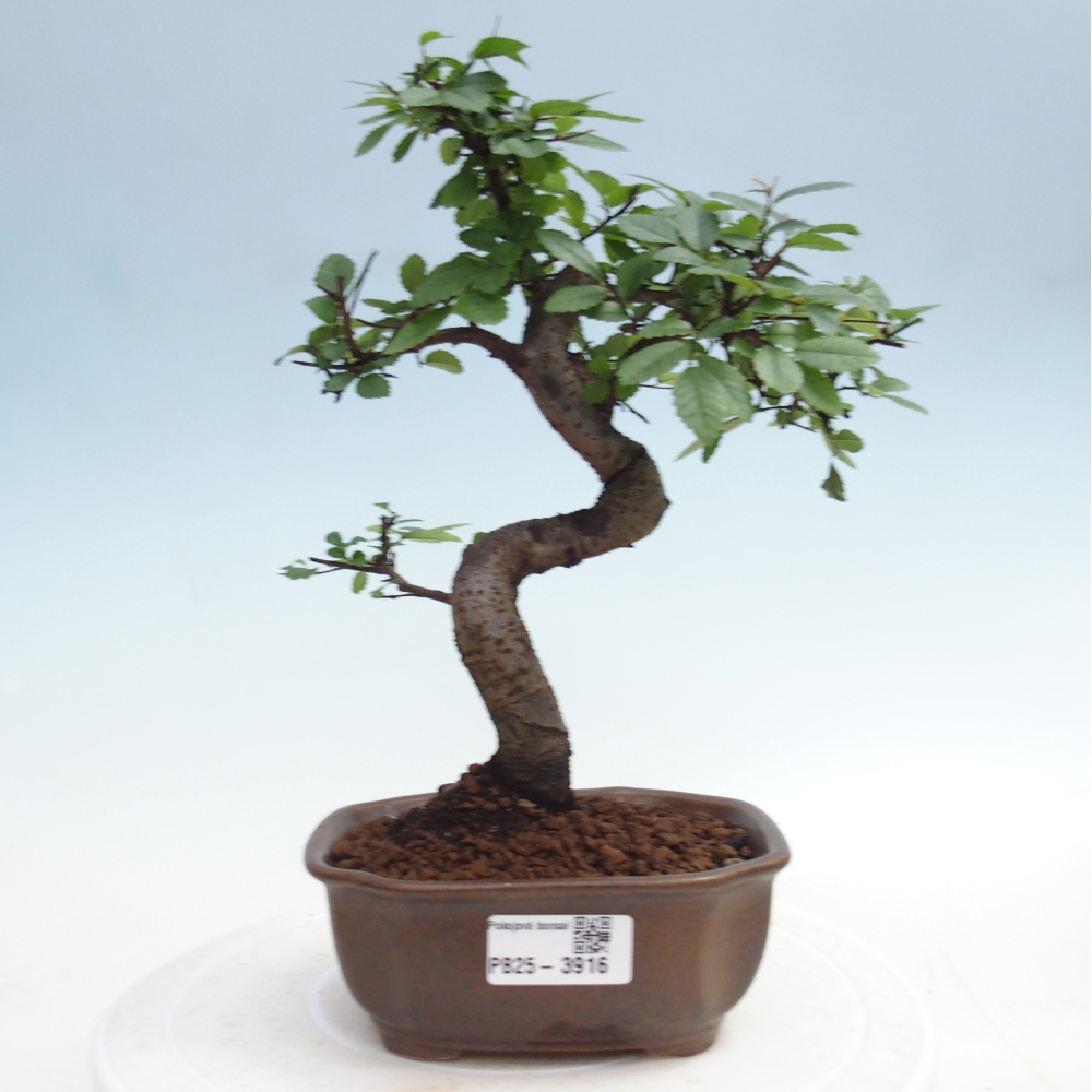 Zimmerbonsai - Ulmus parvifolia - Kleinblättrige Ulme