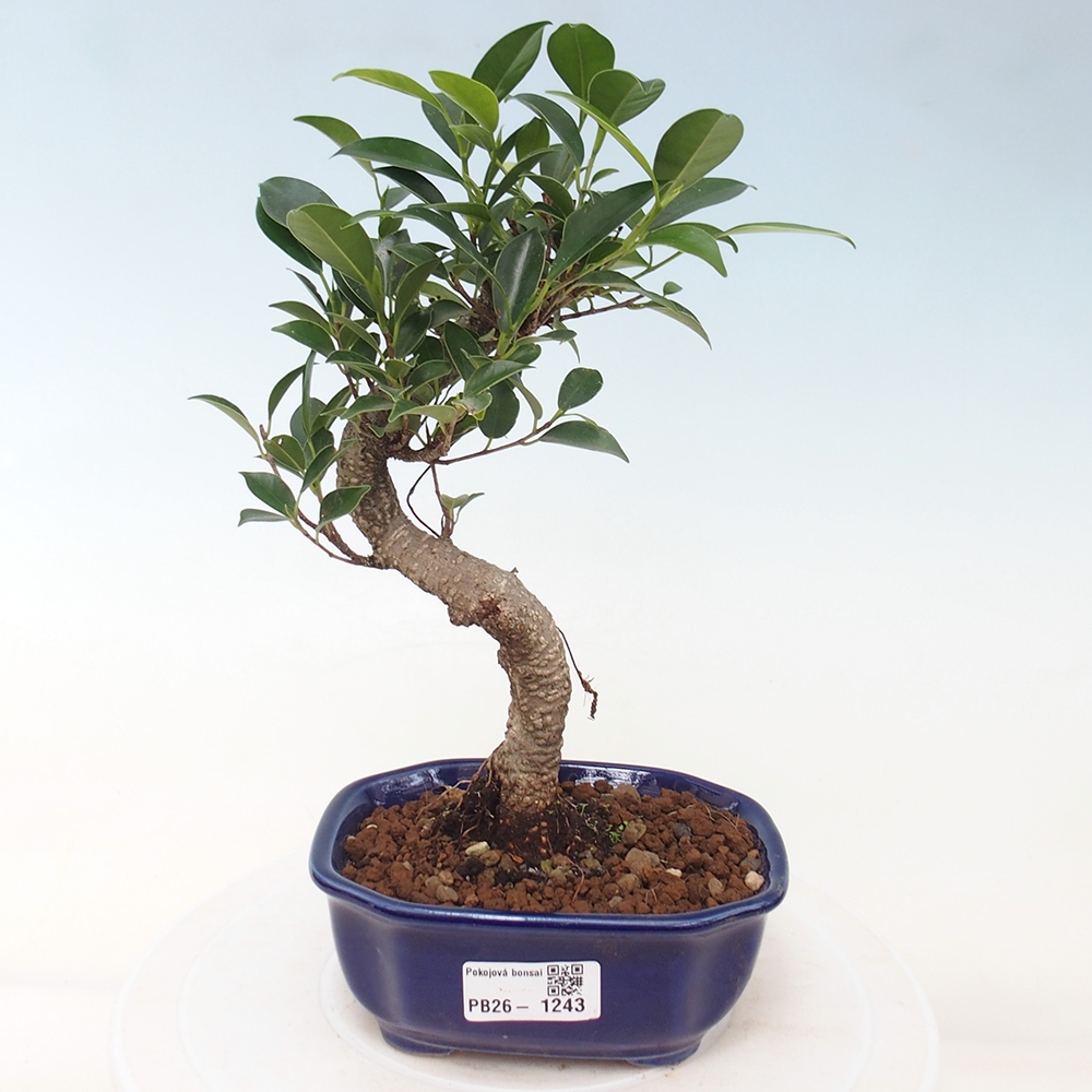Zimmerbonsai - Ficus retusa - Kleinblättriger Ficus