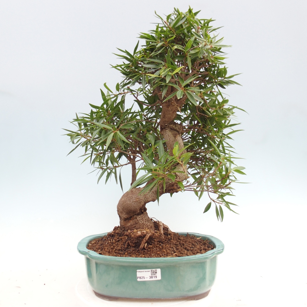Zimmerbonsai - Ficus nerifolia - Kleinblättriger Ficus