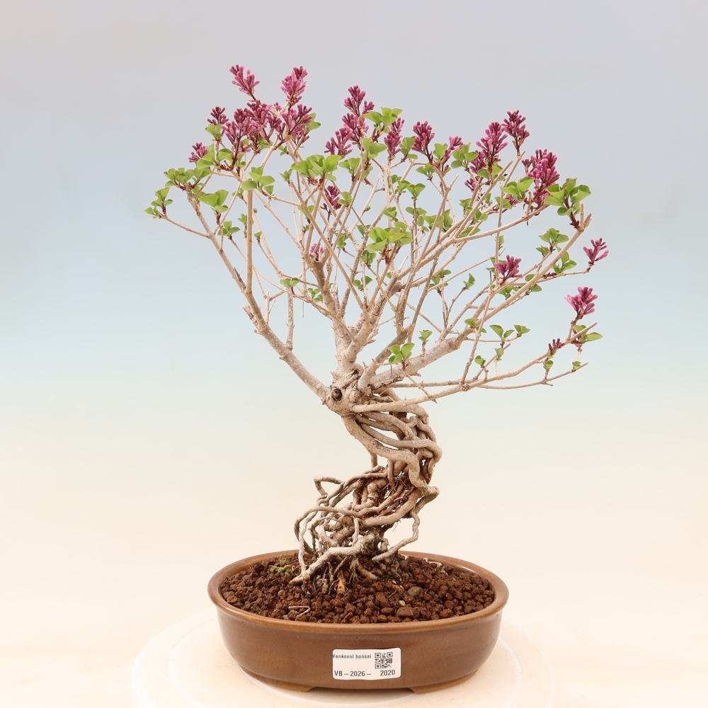 Bonsai für draußen - Syringa microphylla - Kleinblütiger Flieder