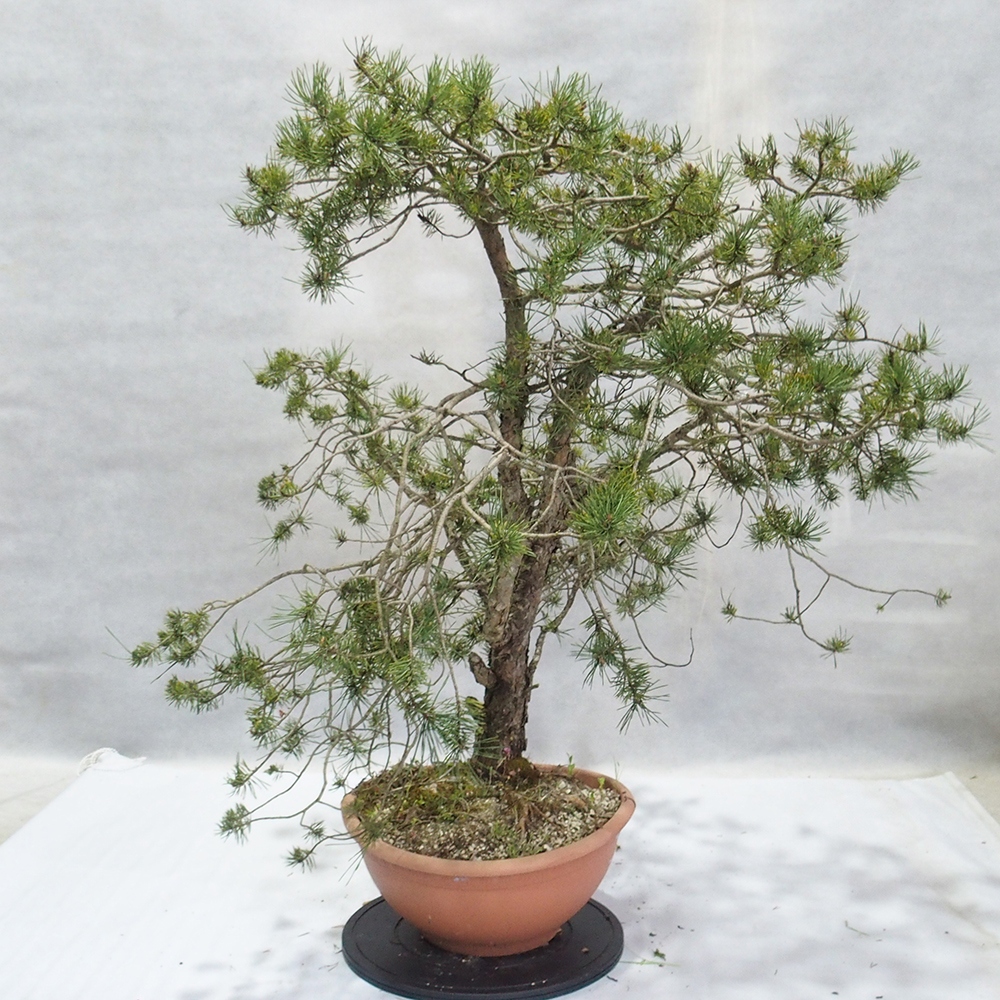 Yamadori - Pinus sylvestris 