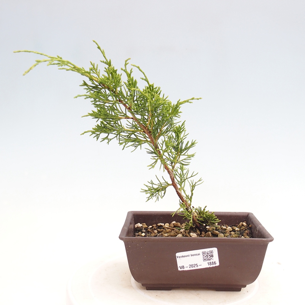 Outdoor bonsai - Juniperus chinensis Itoigawa - Chinese juniper