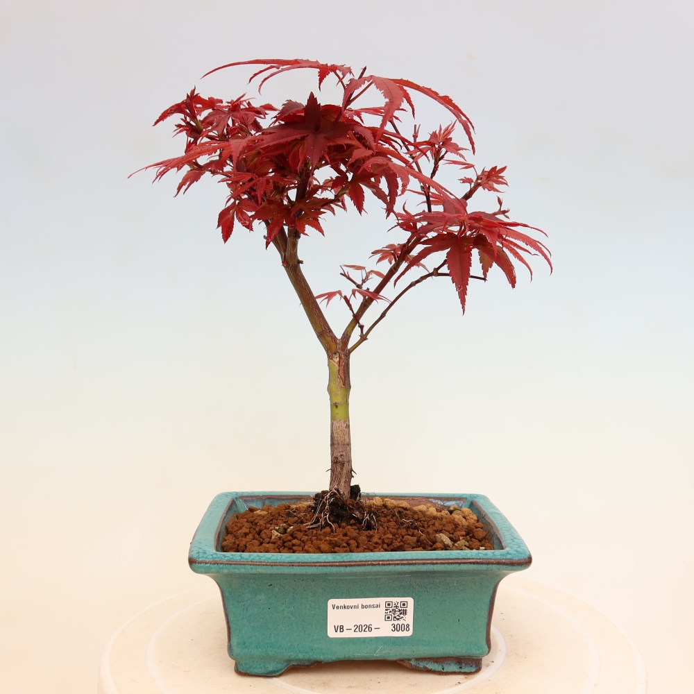 Bonsai für den Außenbereich – Palmenblättriger Ahorn – Acer palmatum „Berry Broom“ 