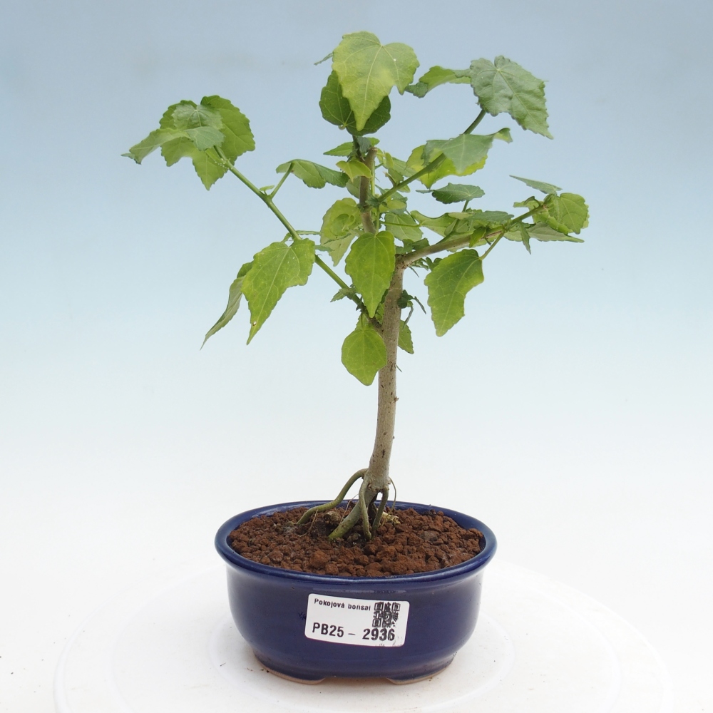 Zimmerbonsai - Malvaviscus arboreus - holziger Hibiskus