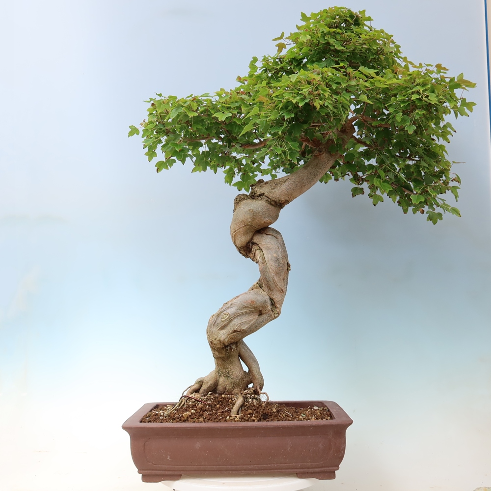 Bonsai für draußen - Acer Buergerianum - Bergahorn