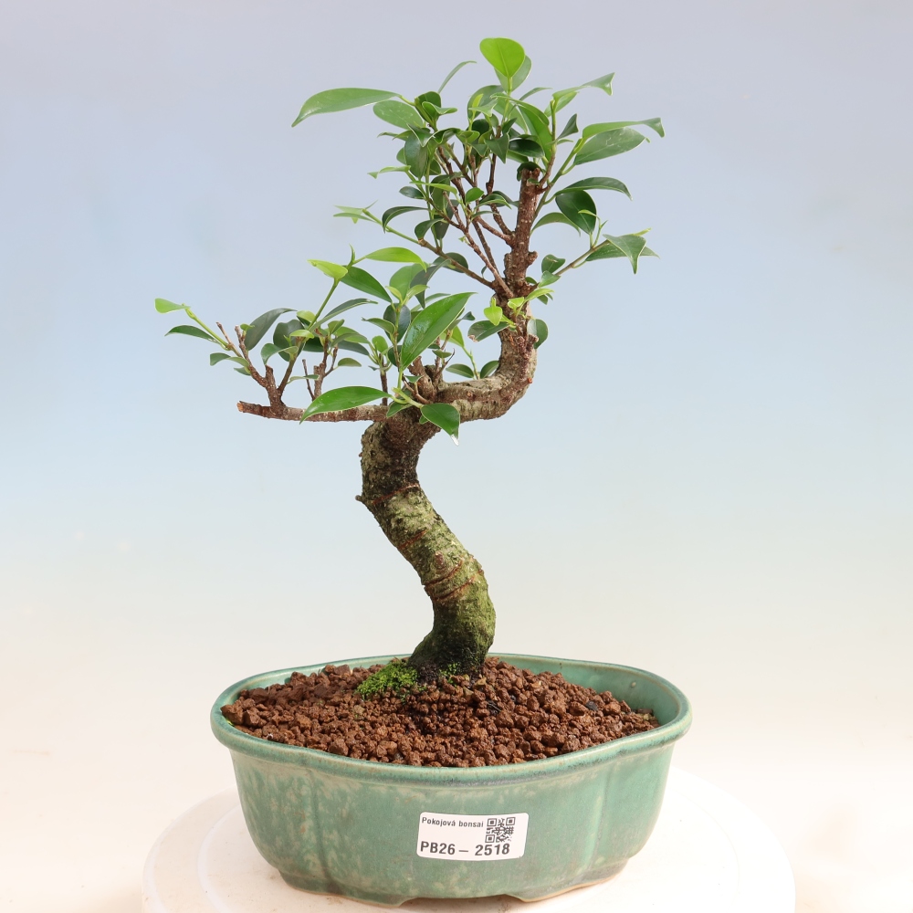 Zimmerbonsai - Ficus retusa - Kleinblättriger Ficus