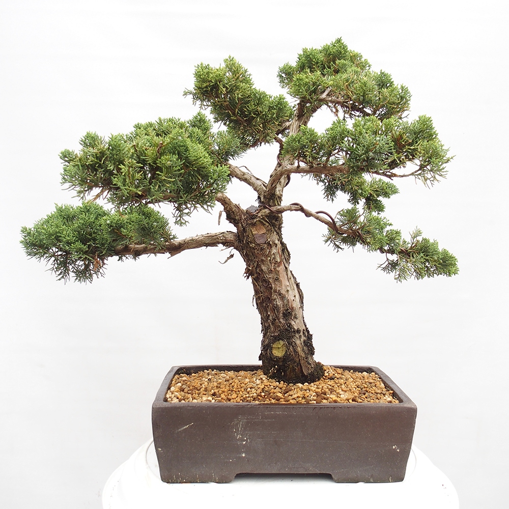 Bonsai im Freien - Juniperus chinensis  - Chinesischer wacholder