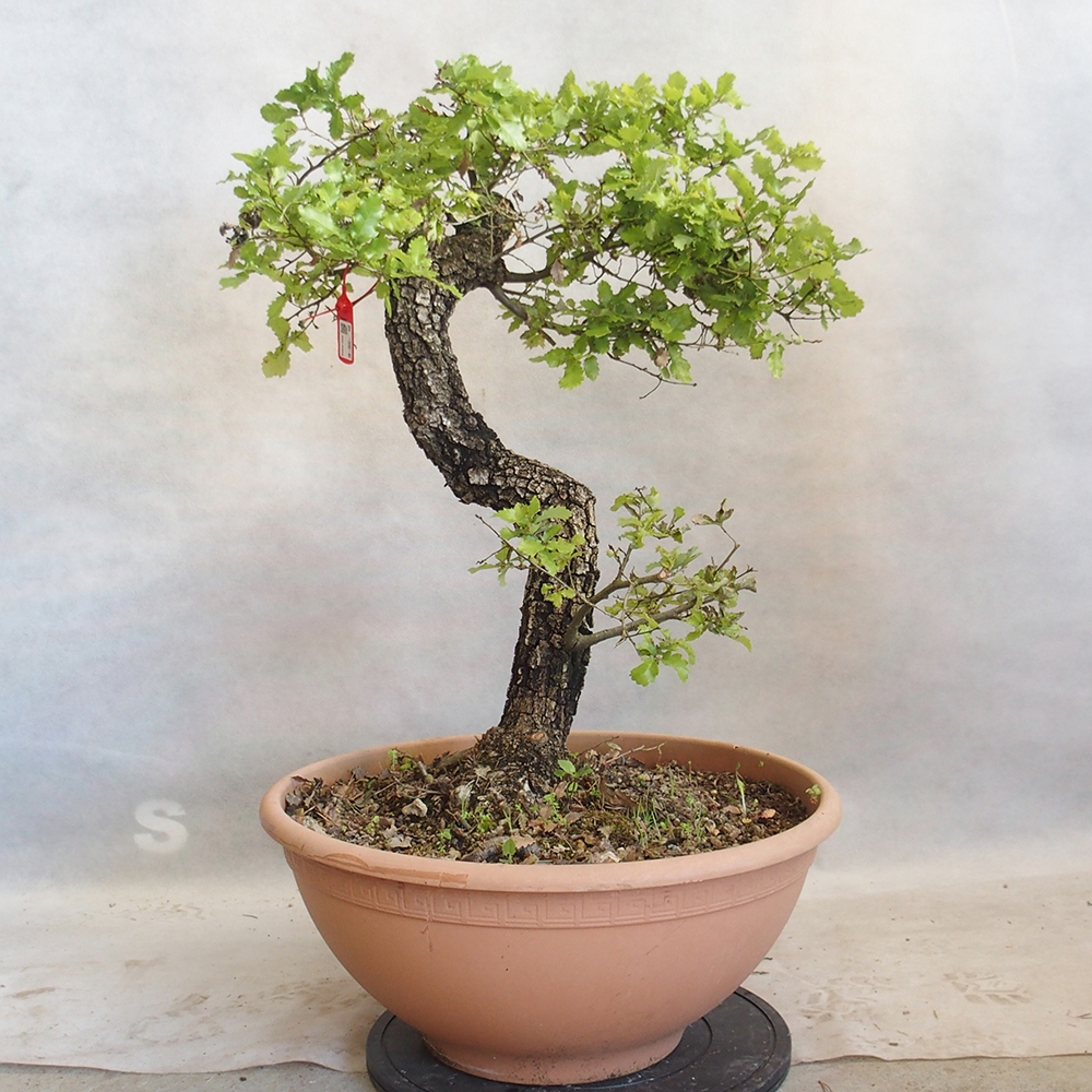 Freilandbonsai Quercus Cerris - Eiche Cer