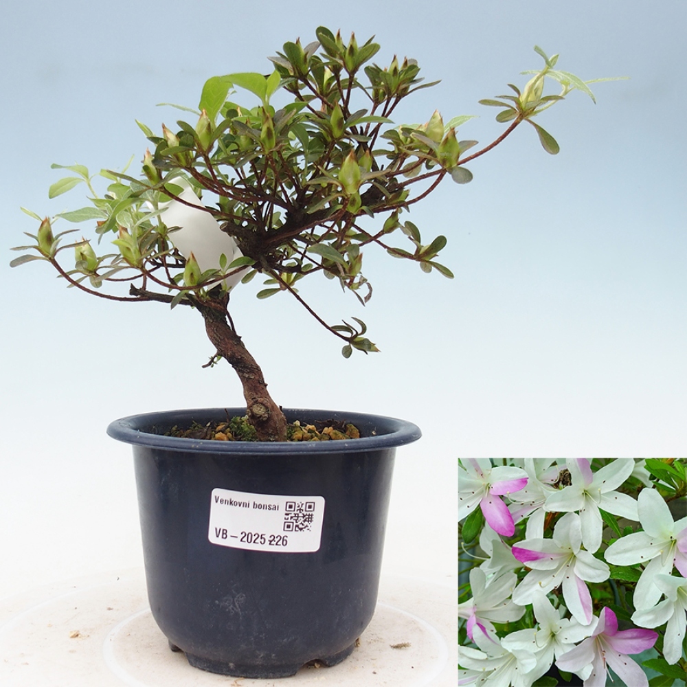 Bonsai im Freien - Japanische Azalee - Azalea Yukigesho