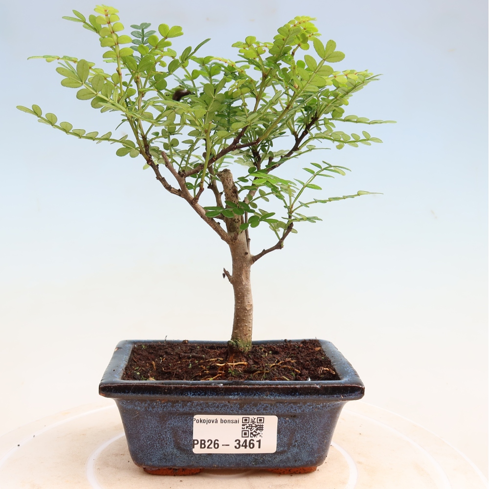 Zimmer Bonsai - Zantoxylum piperitum - Pfefferbaum