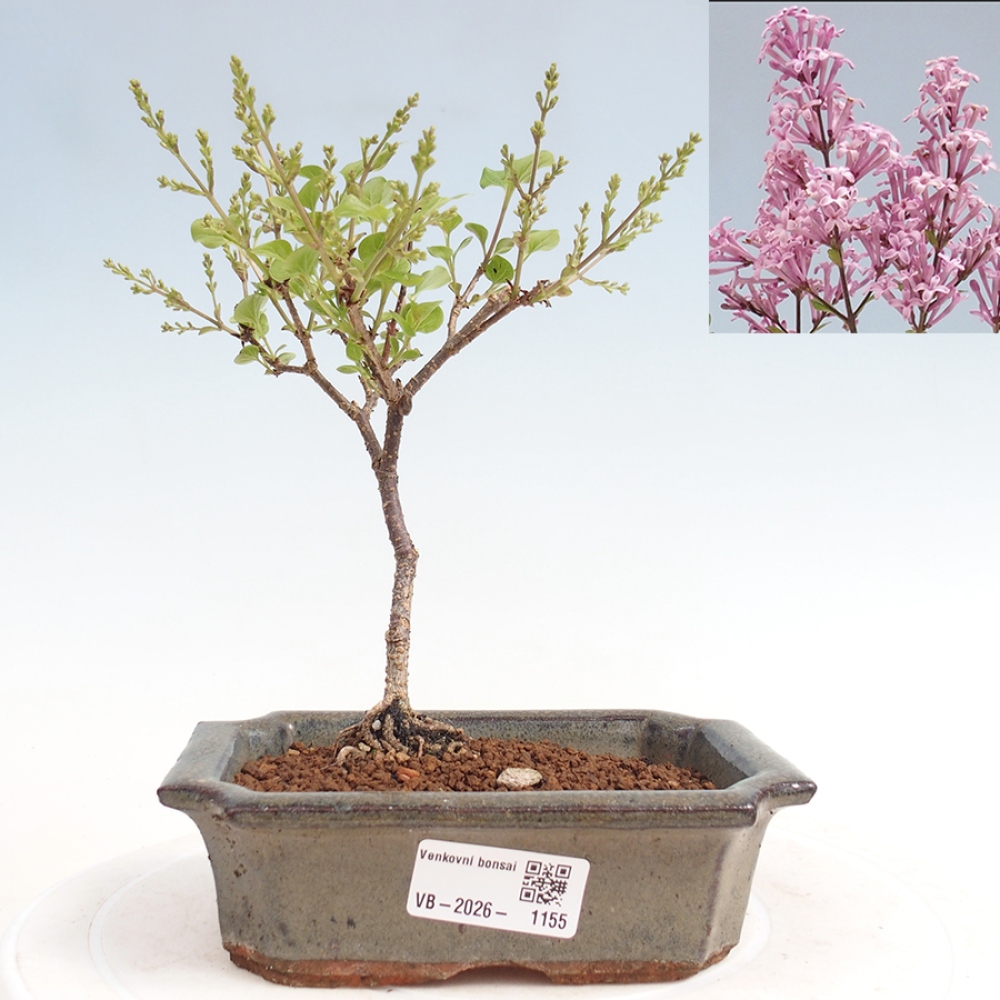 Bonsai für draußen - Syringa Meyeri Palibin - Meyer's Flieder