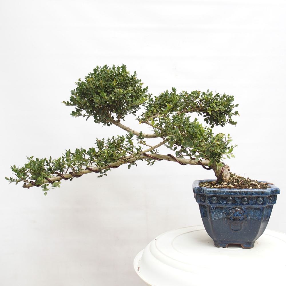 Zimmerbonsai - Ilex crenata - Holly