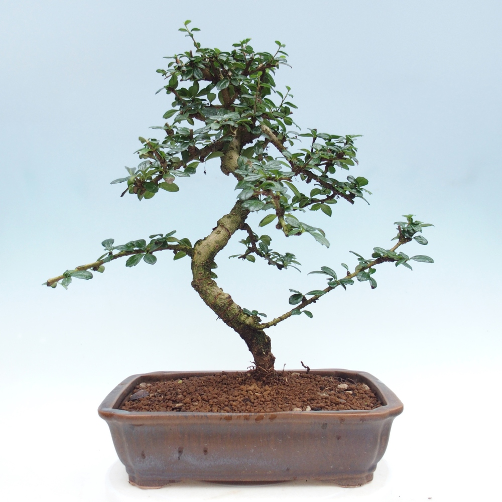 Zimmer-Bonsai - Carmona macrophylla - Tee-Fuki