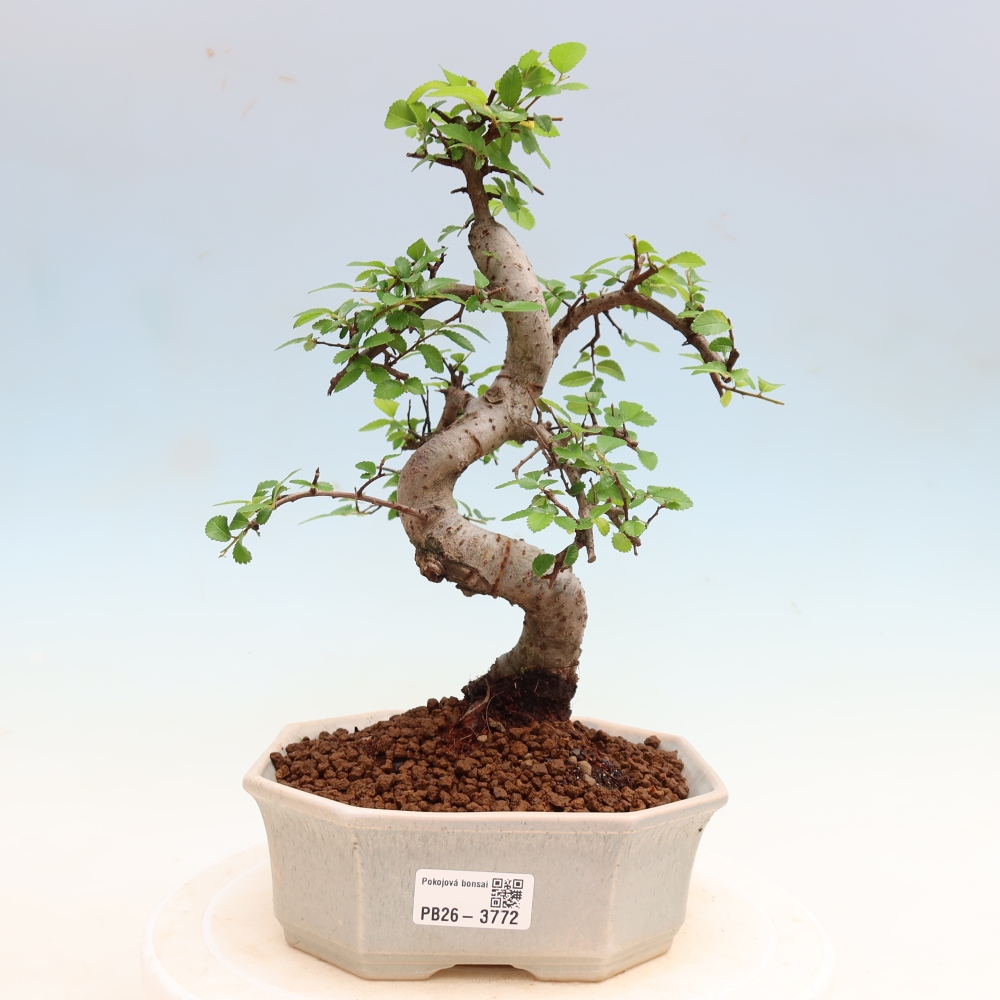 Zimmerbonsai - Ulmus parvifolia - Kleinblättrige Ulme