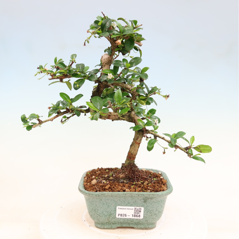 Zimmer-Bonsai - Carmona macrophylla - Tee-Fuki