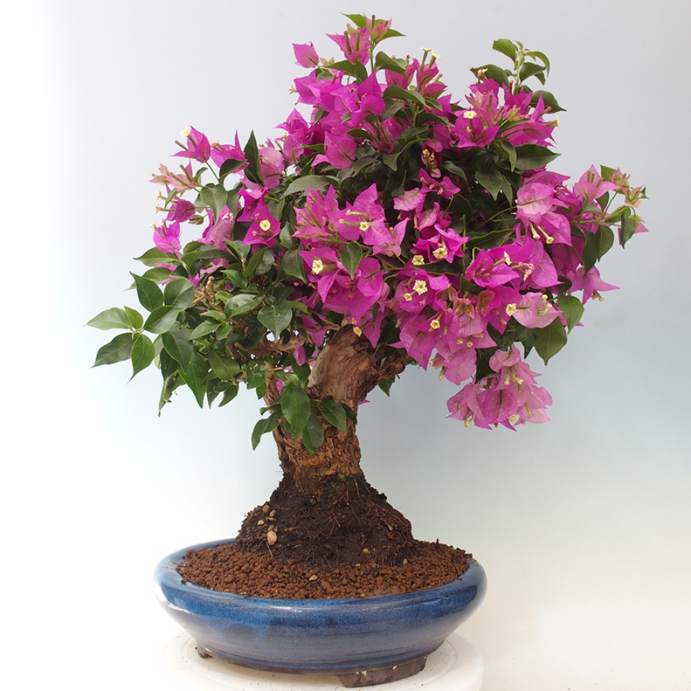 Indoor Bonsai - Bouganwilea