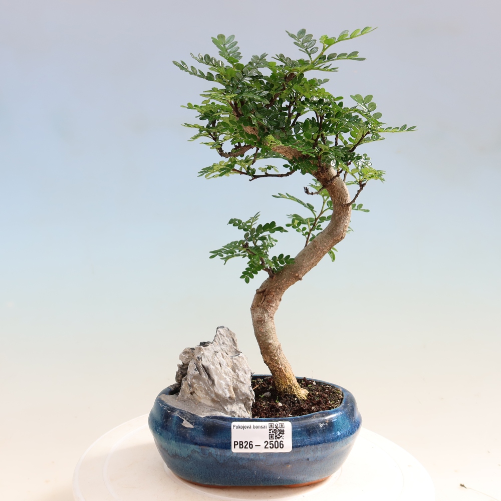 Zimmer Bonsai - Zantoxylum piperitum - Pfefferbaum