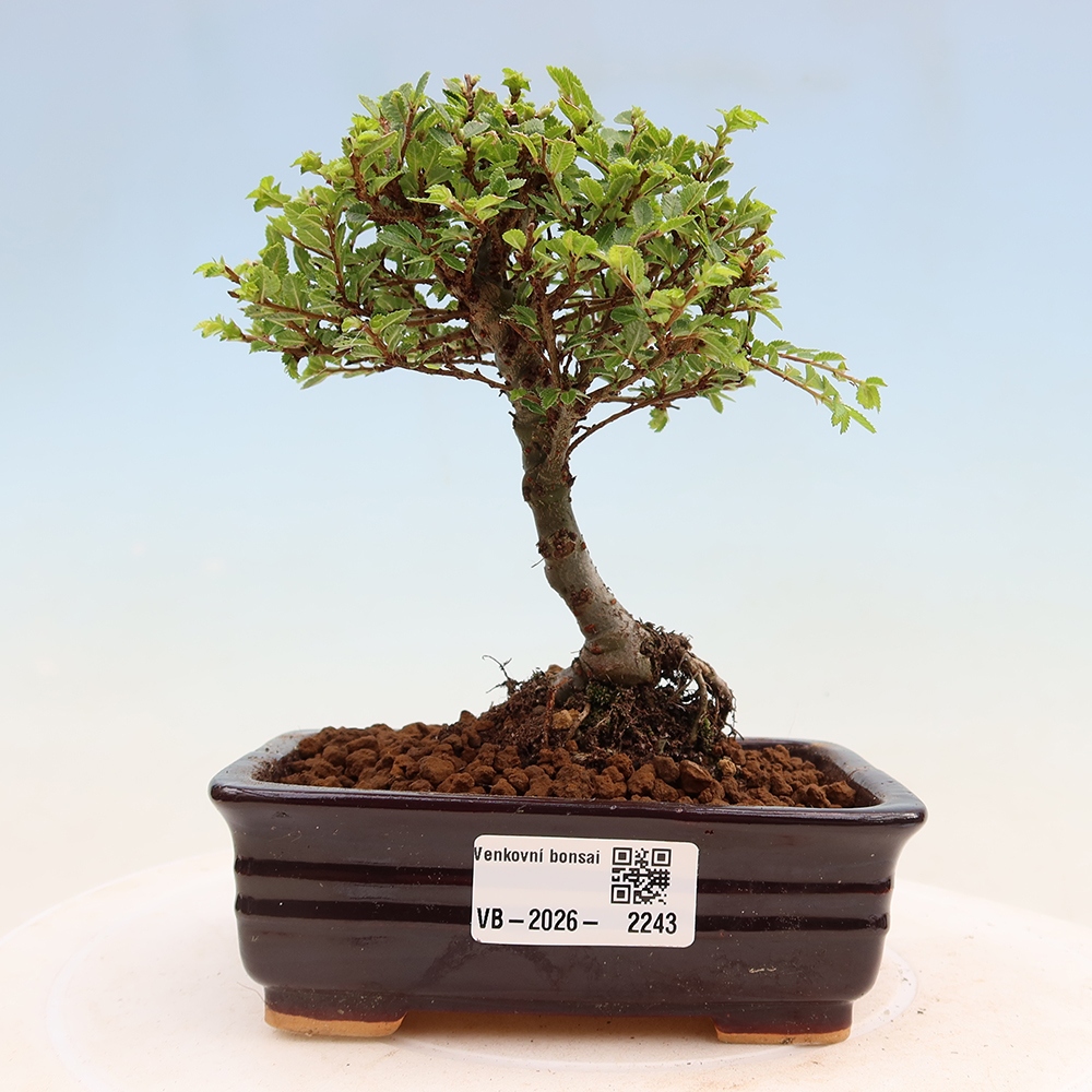 Bonsai im Freien - Ulmus parvifolia Sagei - Kleinblättrige Ulme