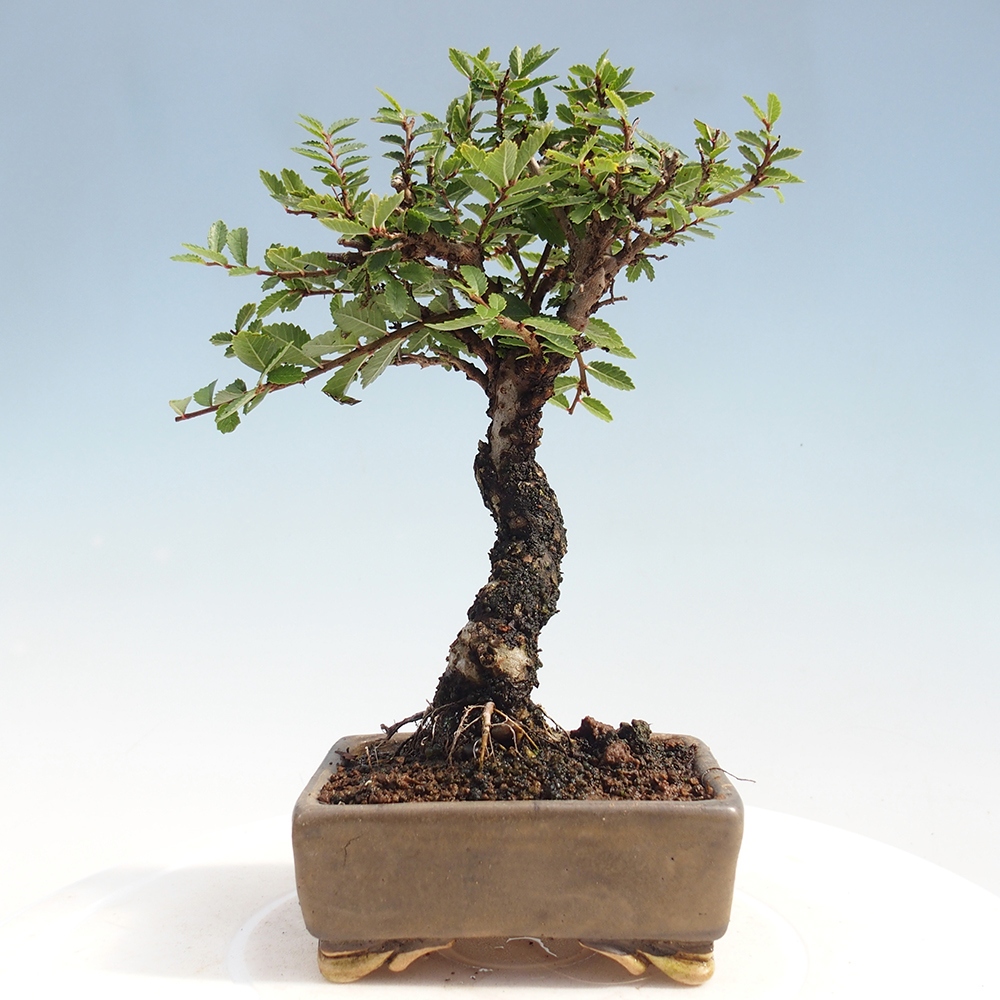 Bonsai im Freien - Zelkova - Zelkova NIRE