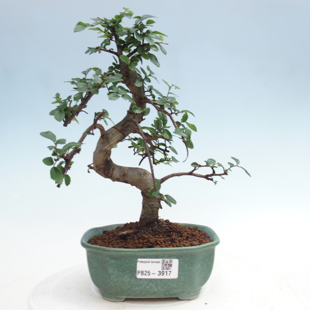 Zimmerbonsai - Ulmus parvifolia - Kleinblättrige Ulme