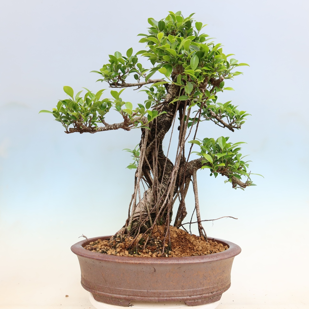 Zimmerbonsai - Ficus kimmen - Kleinblättriger Ficus
