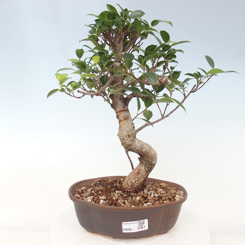 Zimmerbonsai - Ficus retusa - Kleinblättriger Ficus