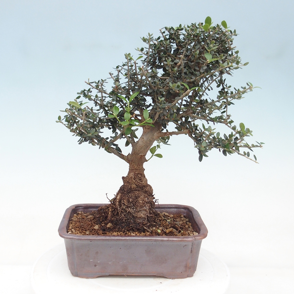 Zimmerbonsai - Olea europaea sylvestris