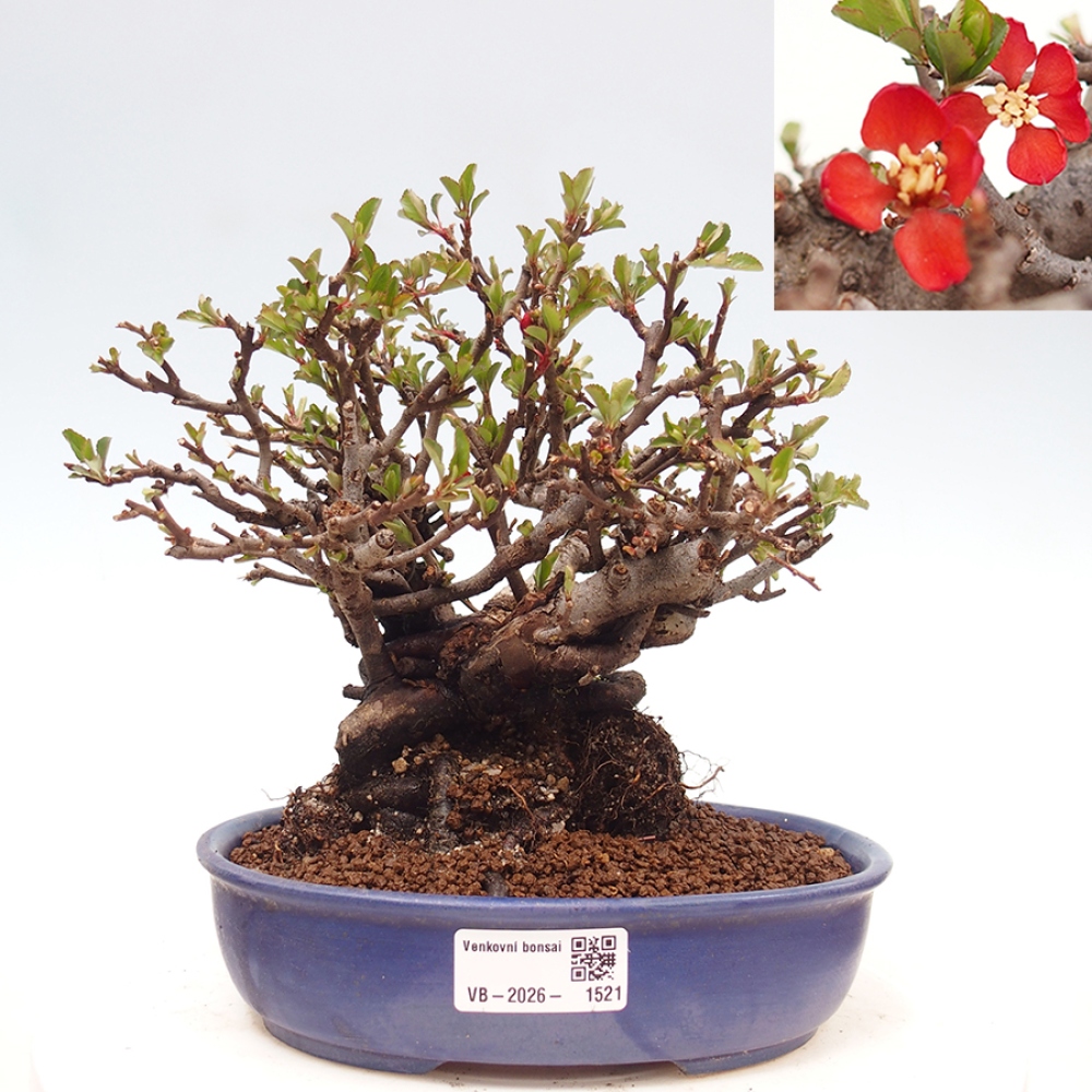 Bonsai für draußen - Chaneomeles speciosa - Quitte